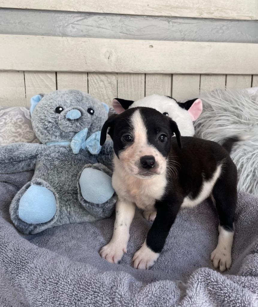 Enlarge The Laundry Litter" (LINTY), a Adoptable Terrier in Fort Worth, TX image 3/4