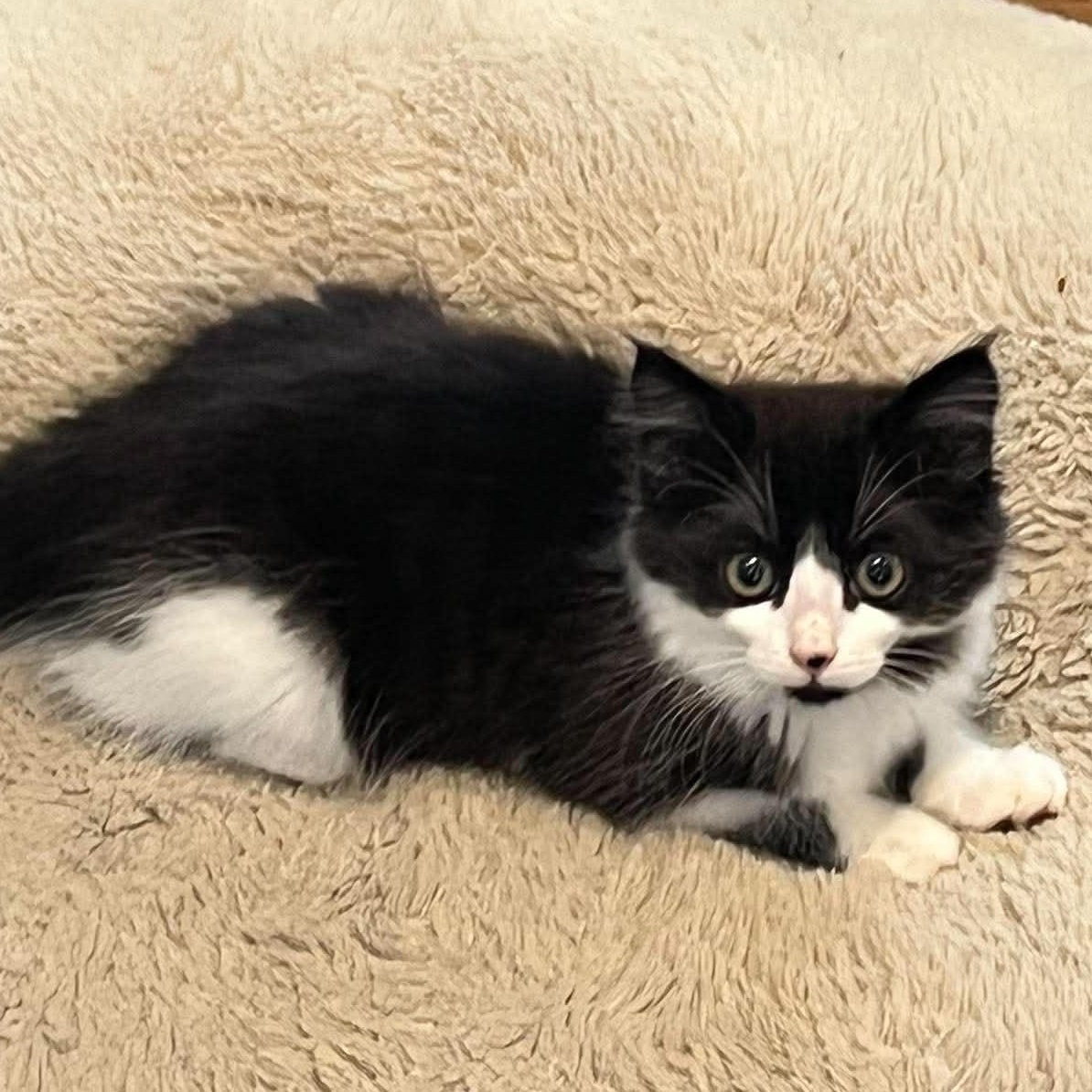 Enlarge KATHY, an adopted Domestic Medium Hair in Campbell River, BC image 2/3