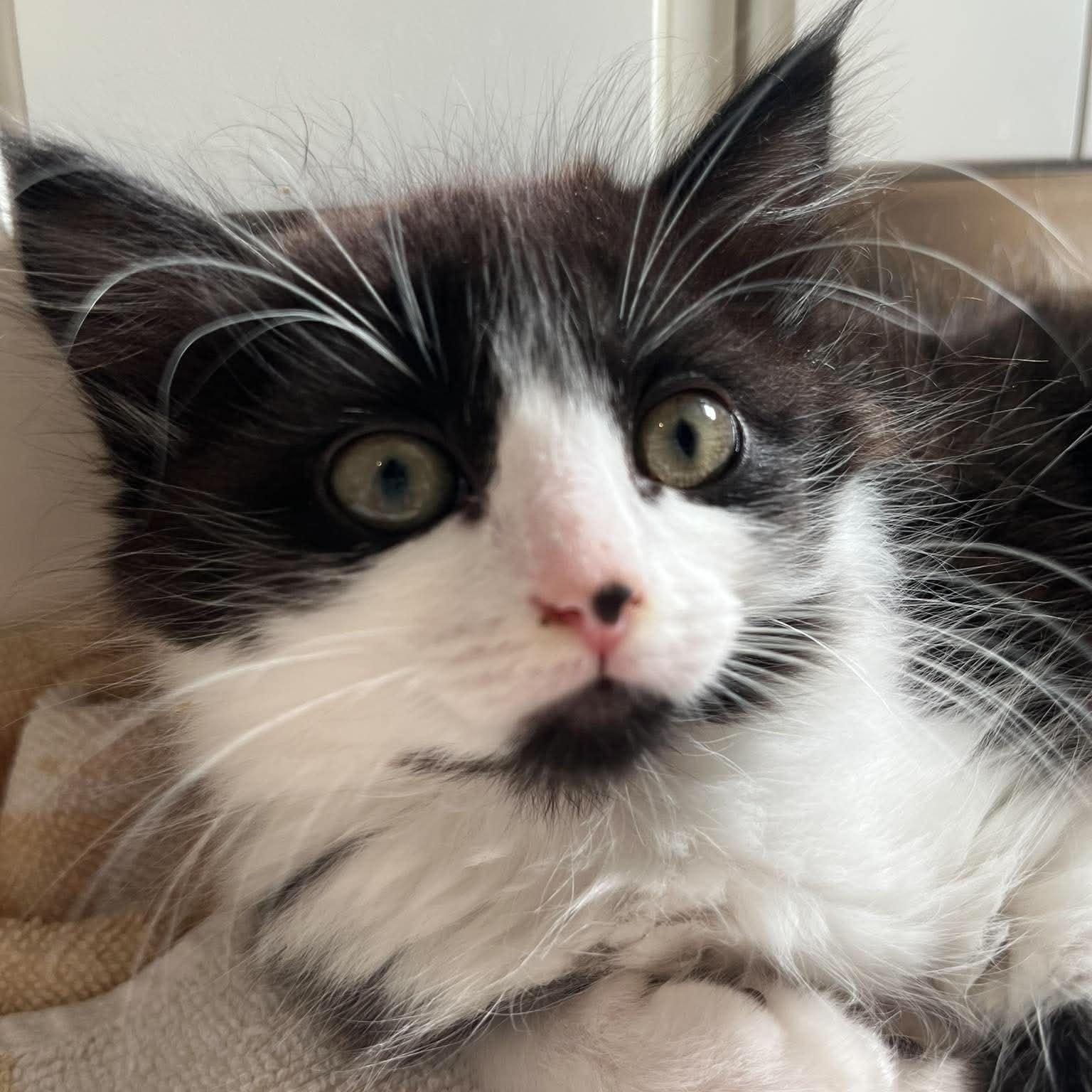 Enlarge KATHY, an adopted Domestic Medium Hair in Campbell River, BC image 1/3