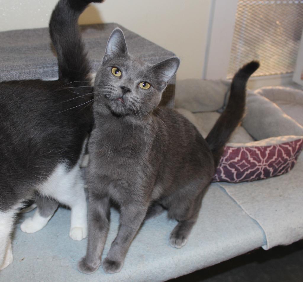 Gray, Adoptable, Young Female Russian Blue.