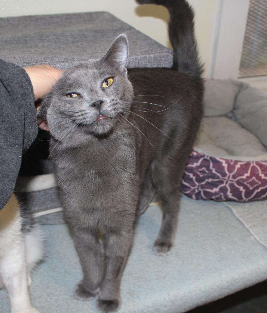 Gray, a Adoptable Russian Blue in Saint James, MN image 2/4