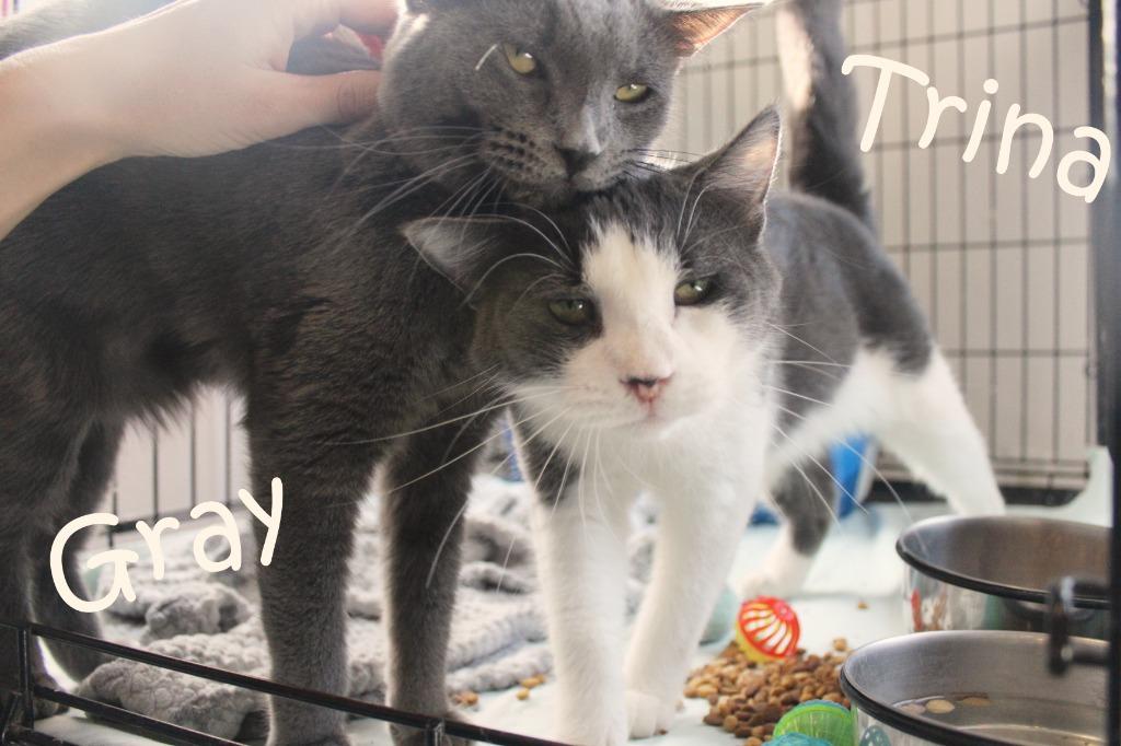Gray, a Adoptable Russian Blue in Saint James, MN image 3/4