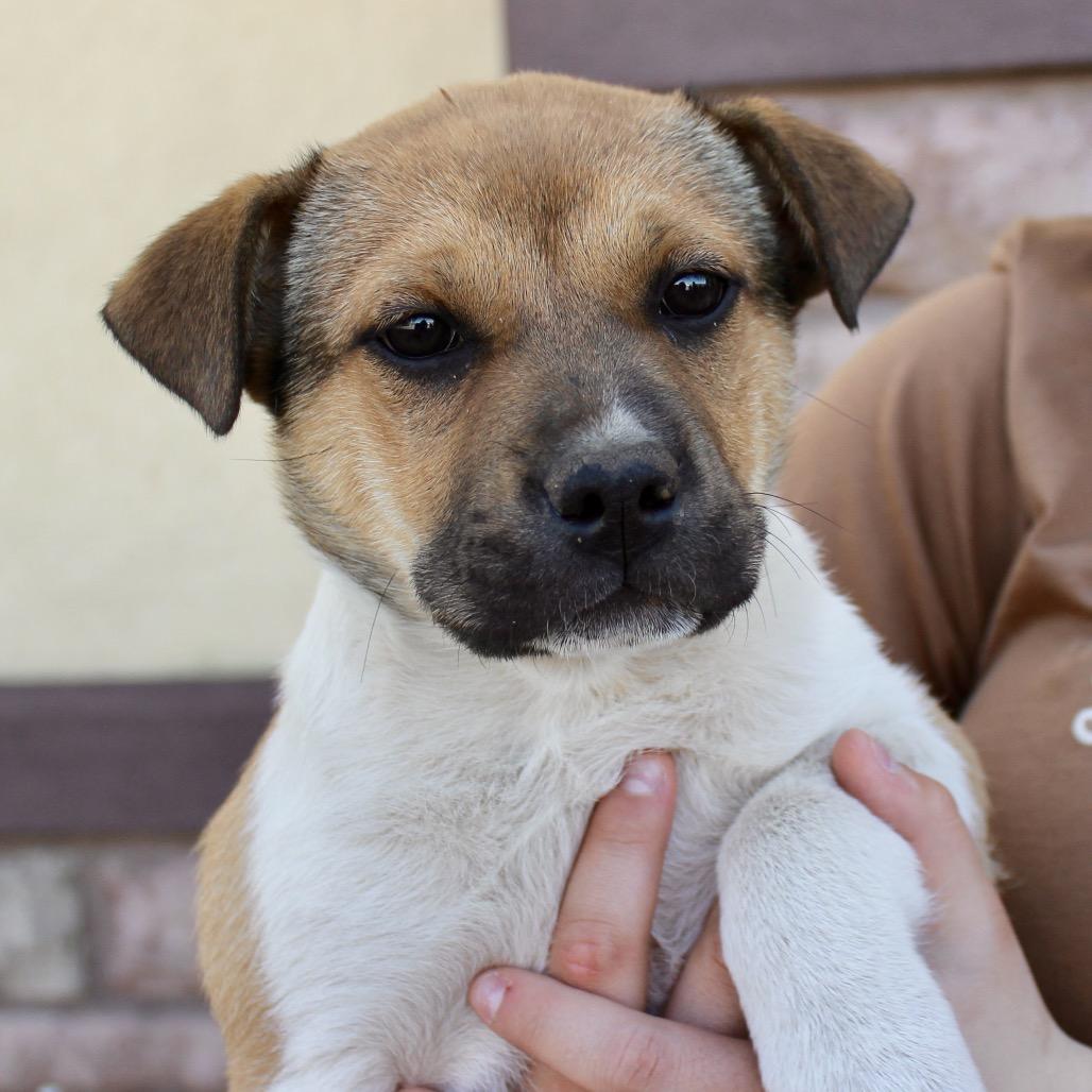Georgina, Adoptable, Puppy Female Shar-Pei & Mixed Breed.