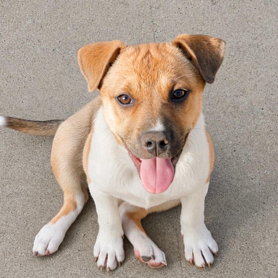 Georgina, a Adoptable mixed breed in Midland, TX image 2/3