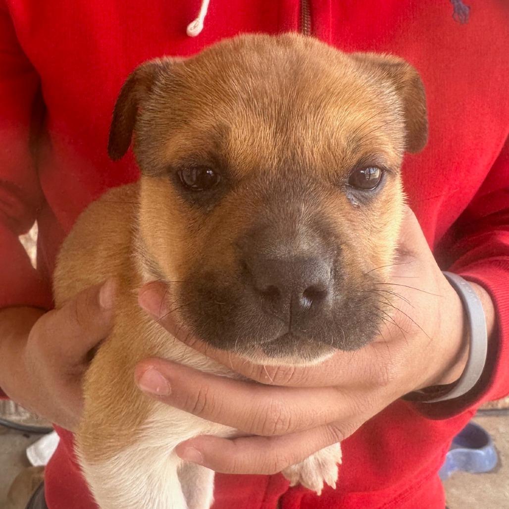 Georgina, a Adoptable mixed breed in Midland, TX image 3/3