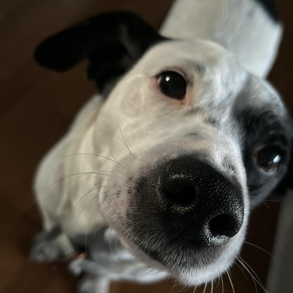 Ivory, ADOPTABLE, Adult Female Labrador Retriever.