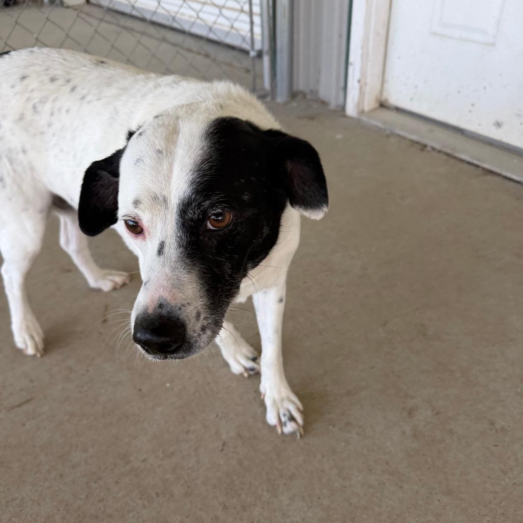 Ivory, a ADOPTABLE mixed breed in Columbia, MO image 2/3