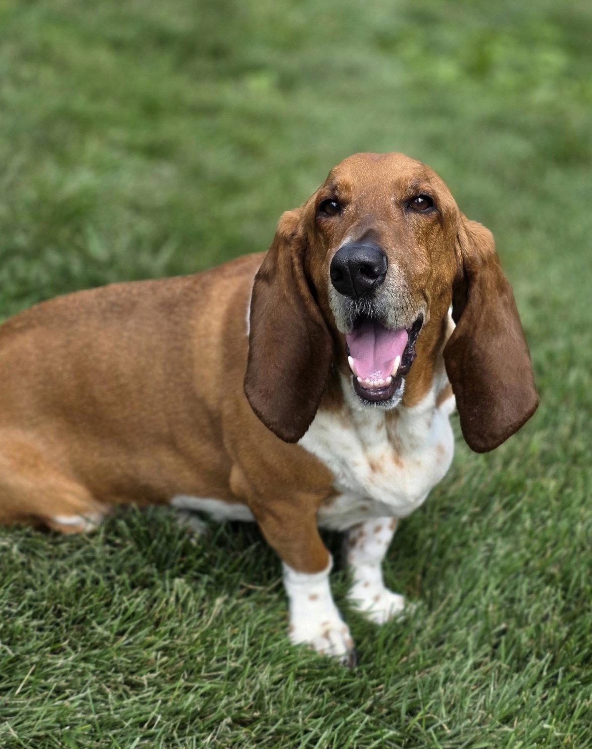 Norman, Adoptable, Adult Male Basset Hound.