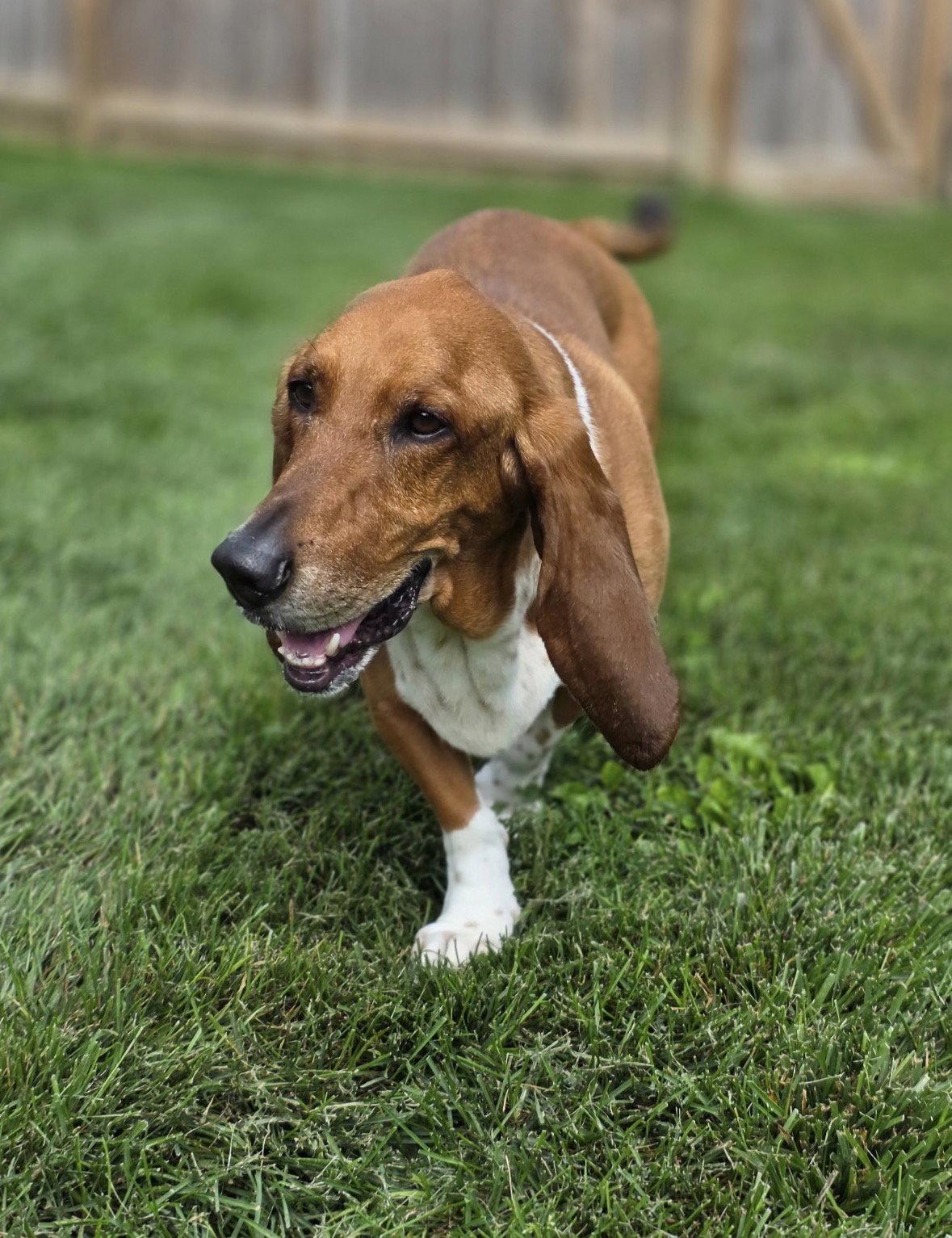 Norman, a Adoptable Basset Hound in Brookville, OH image 2/3
