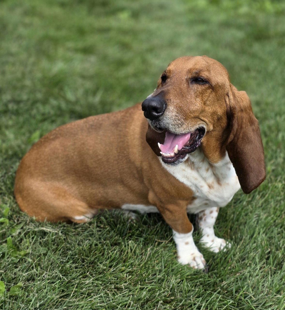 Norman, a Adoptable Basset Hound in Brookville, OH image 3/3