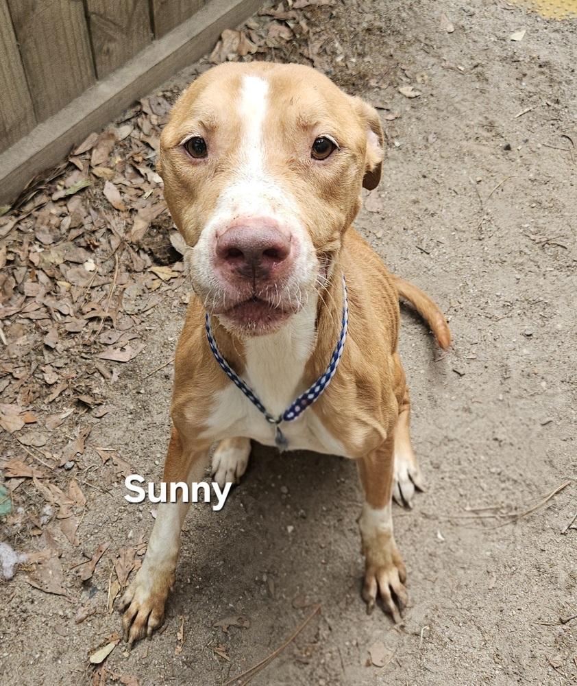 Sunny, Adoptable, Adult Male Labrador Retriever & Hound.