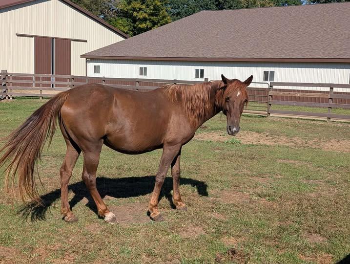 Charisma ATFO 2026 Diamond Candidate, Adoptable, Adult Female Standardbred.
