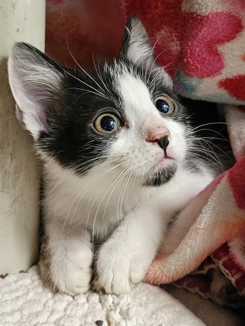 Enlarge FLIP FLOP, a Adoptable Domestic Medium Hair in Clyde, NC image 1/1