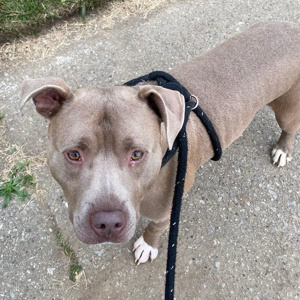 Lil Boy, a Adoptable mixed breed in Detroit, MI image 6/6