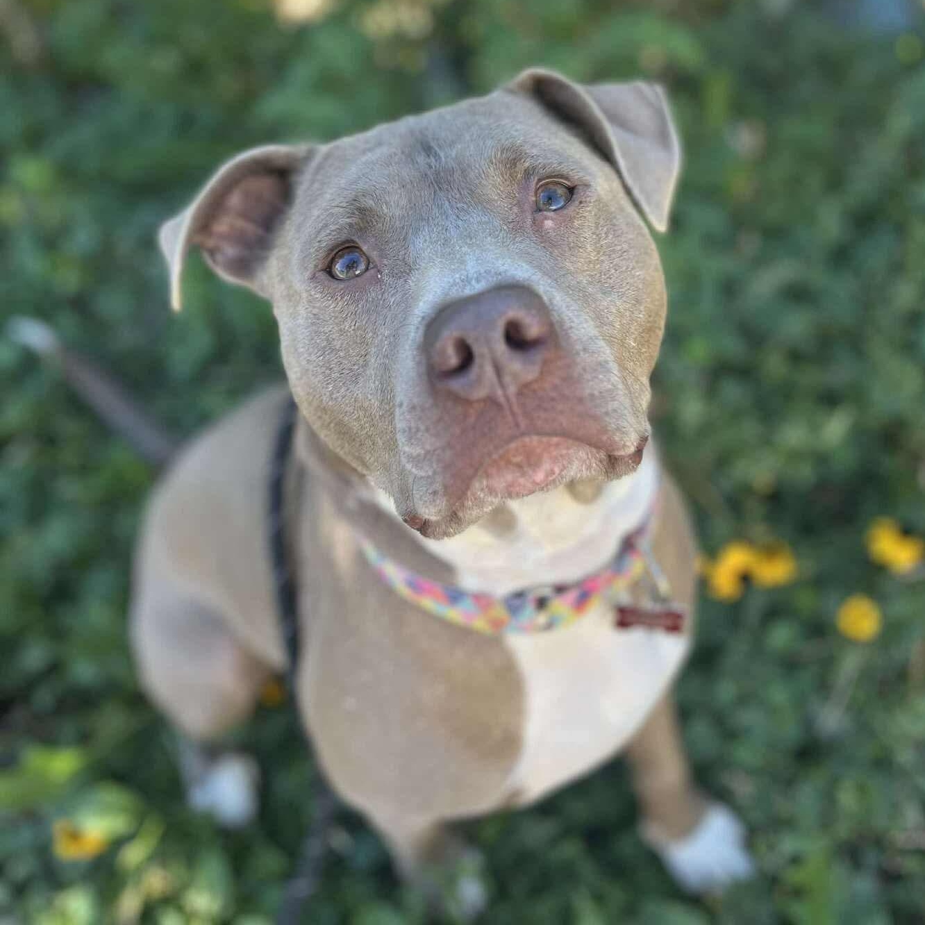 Lil Boy, Adoptable, Adult Male American Staffordshire Terrier & Mixed Breed.