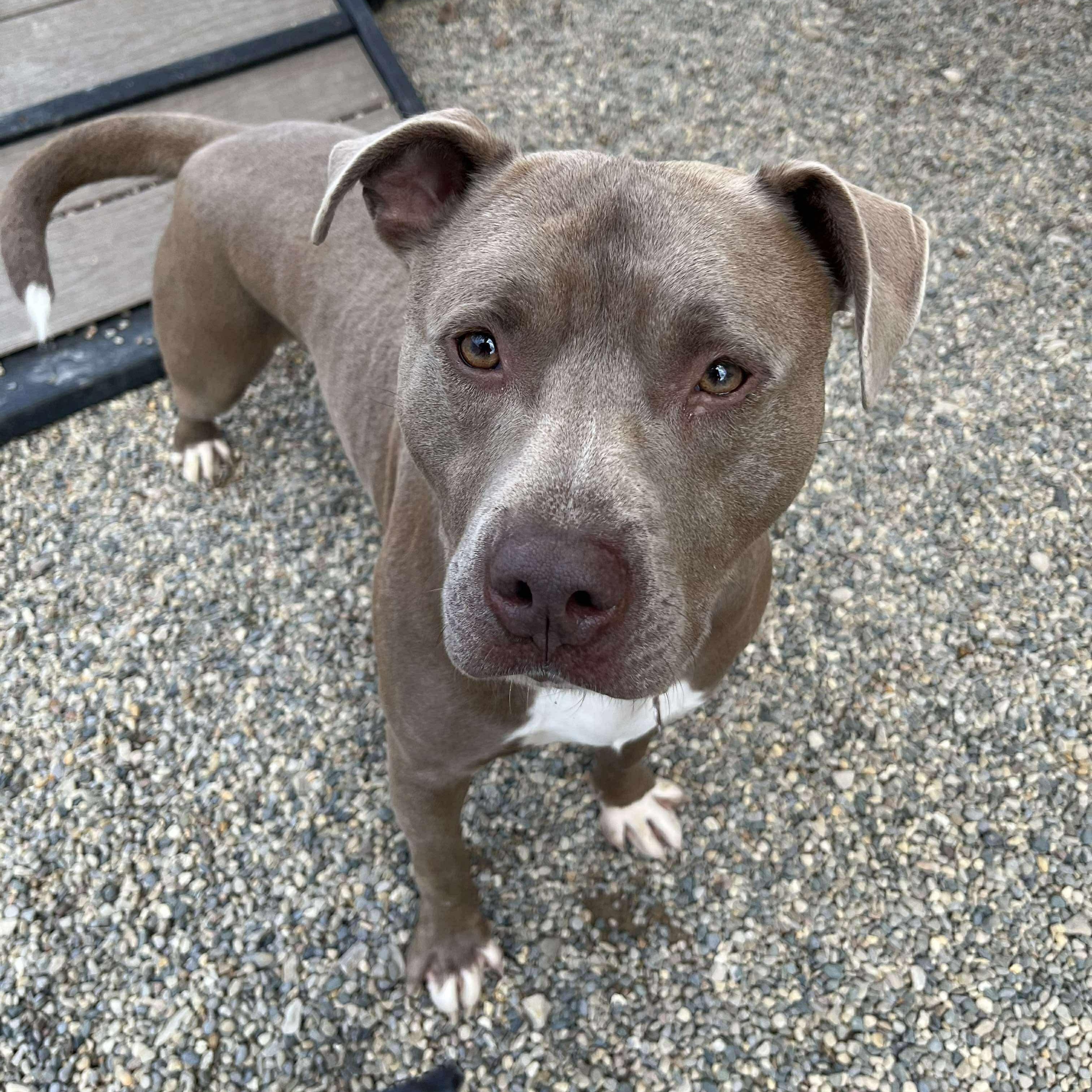 Lil Boy, a Adoptable mixed breed in Detroit, MI image 2/6