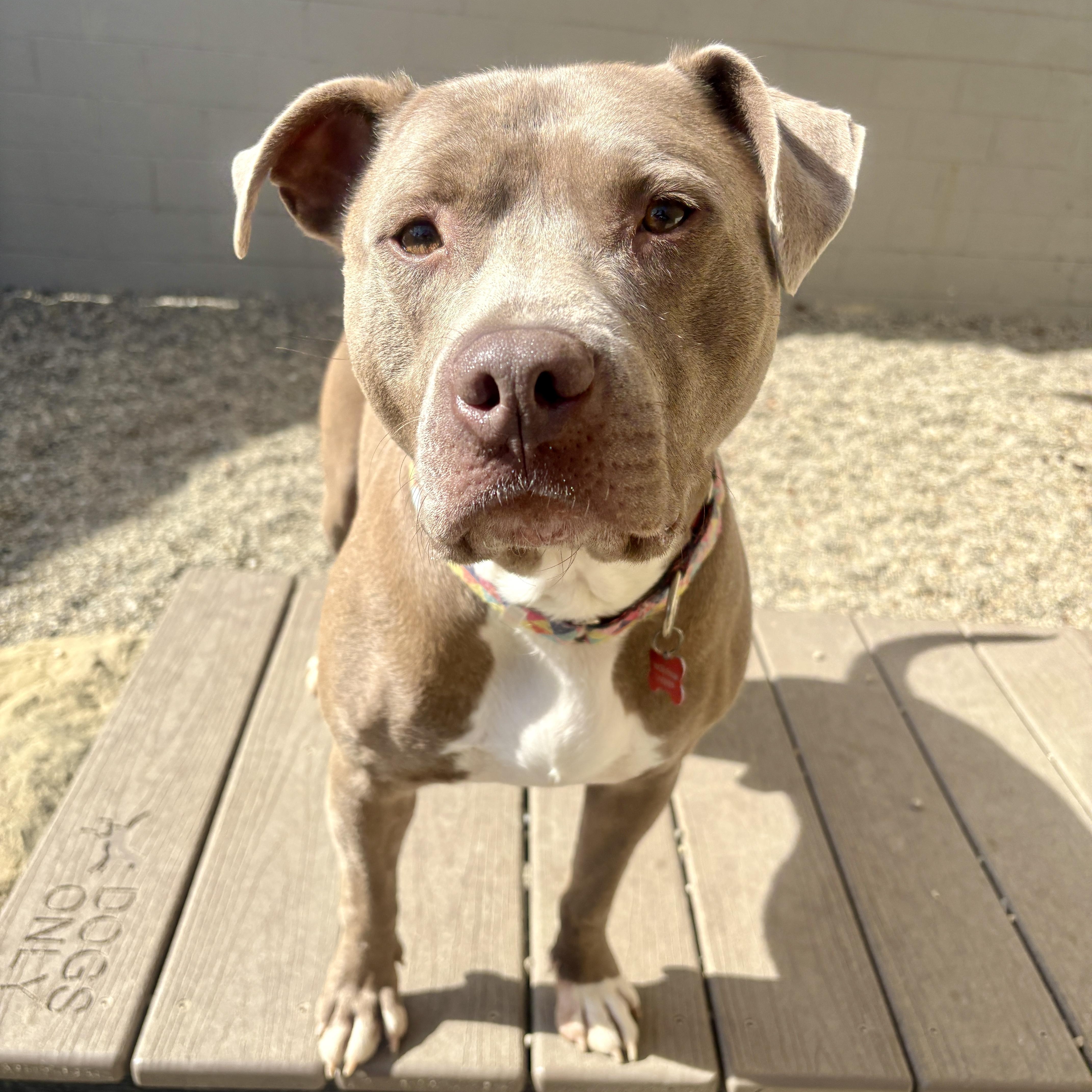 Enlarge Lil Boy, a Adoptable mixed breed in Detroit, MI image 6/6