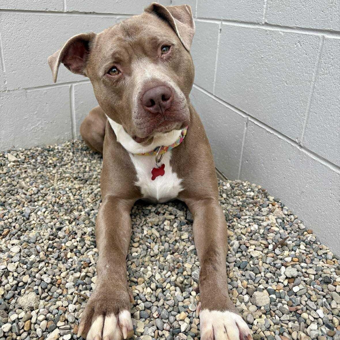 Enlarge Lil Boy, a Adoptable mixed breed in Detroit, MI image 5/6