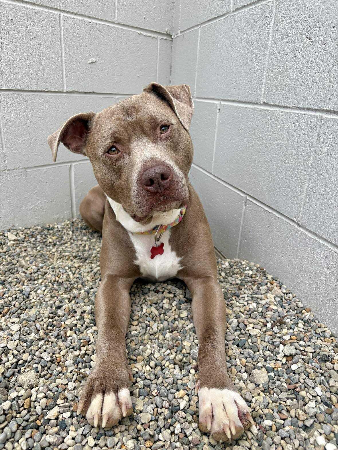 Lil Boy, a Adoptable mixed breed in Detroit, MI image 5/6