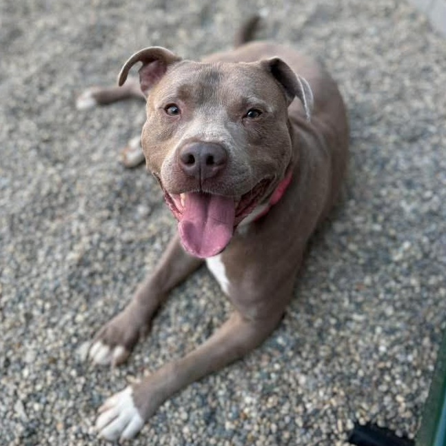 Lil Boy, a Adoptable mixed breed in Detroit, MI image 1/6
