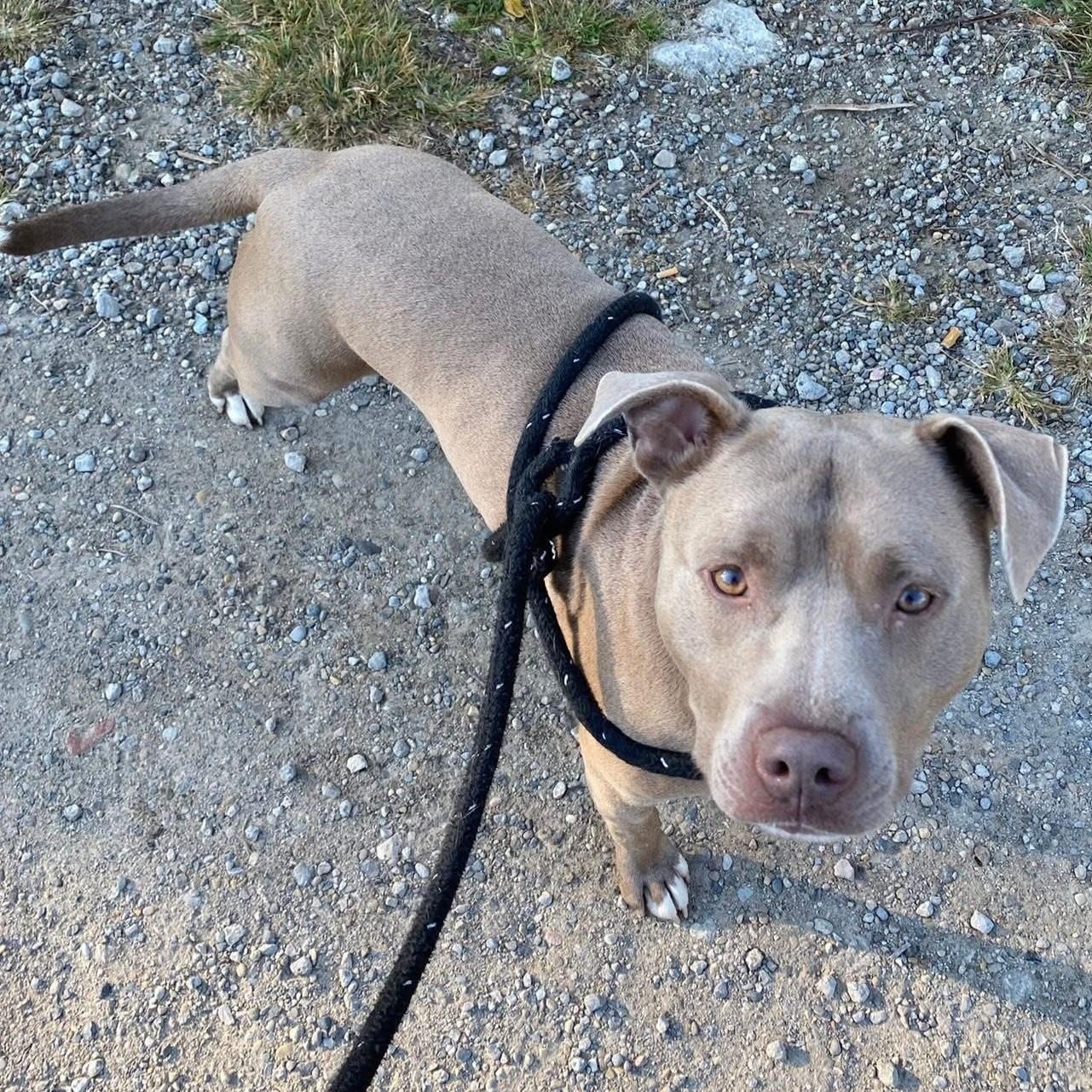 Lil Boy, a Adoptable mixed breed in Detroit, MI image 3/6