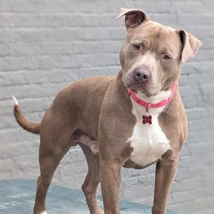 Lil Boy, a Adoptable mixed breed in Detroit, MI image 4/6