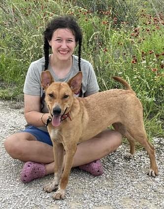 ROXY, ADOPTABLE, Young Female Basenji & Ibizan Hound.