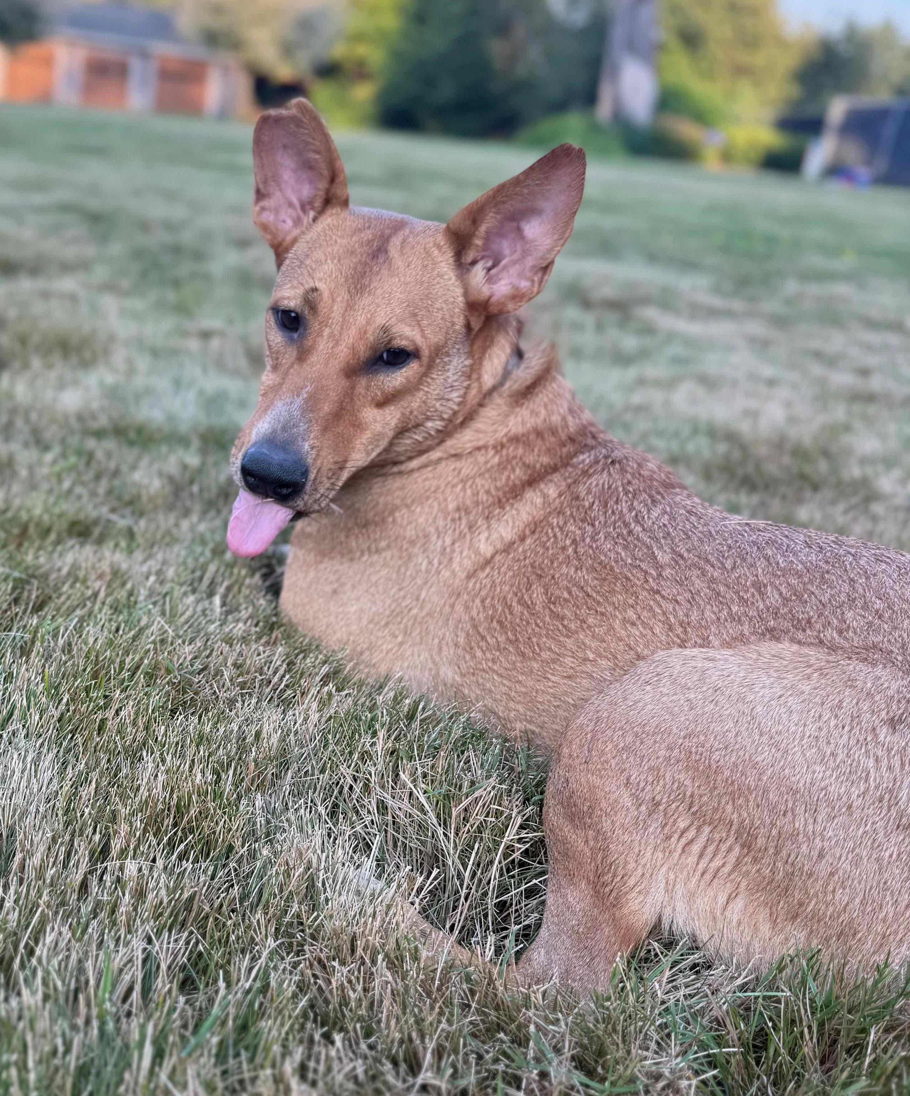 ROXY, a ADOPTABLE mixed breed in Olympia, WA image 4/6