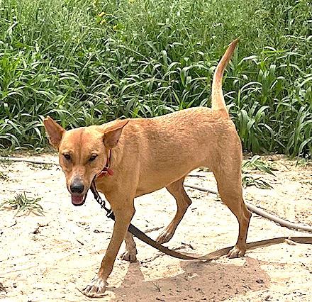 ROXY, a ADOPTABLE mixed breed in Olympia, WA image 6/6