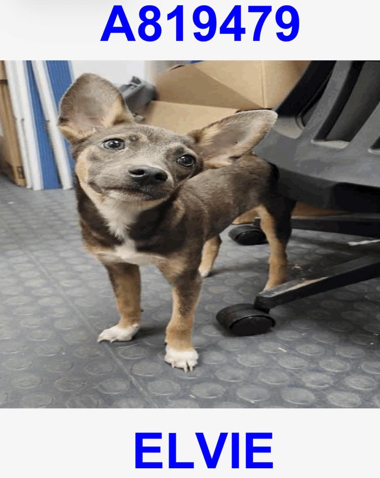 Enlarge Elvie, a Adopted mixed breed in Boston, MA image 2/5