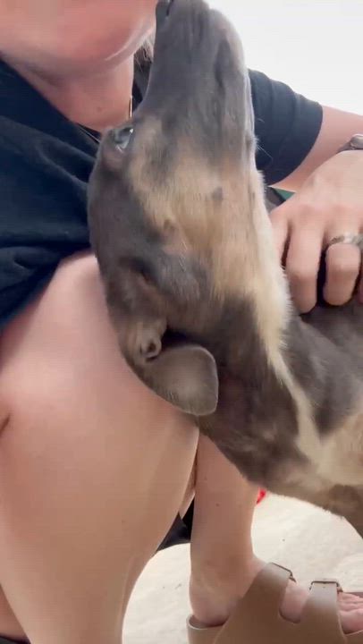 Enlarge Elvie, a Adopted mixed breed in Boston, MA video 3/5