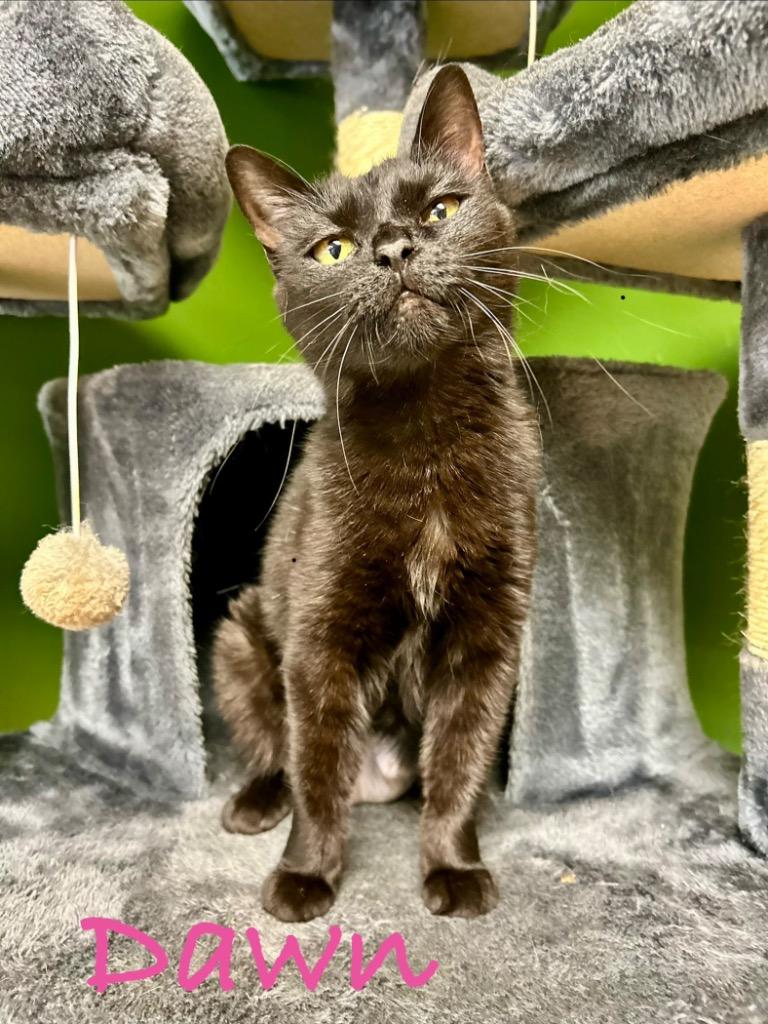 Enlarge Dawn, a Adoptable mixed breed in West Union, OH image 1/1