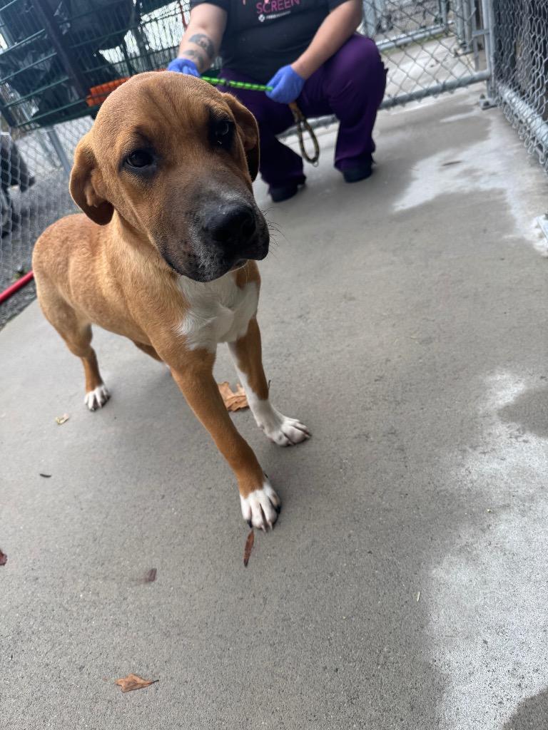 Enlarge Combat -Adoptable, a Adoptable Labrador Retriever in Chickamauga , GA image 2/2