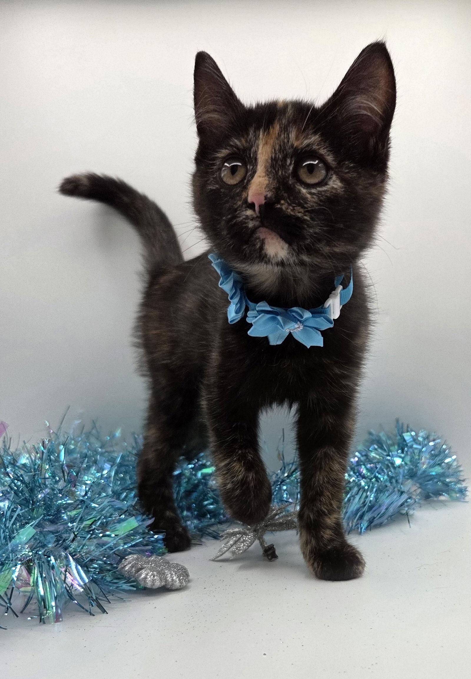 Enlarge Merry, a Adopted mixed breed in Magnolia Springs, AL image 1/3