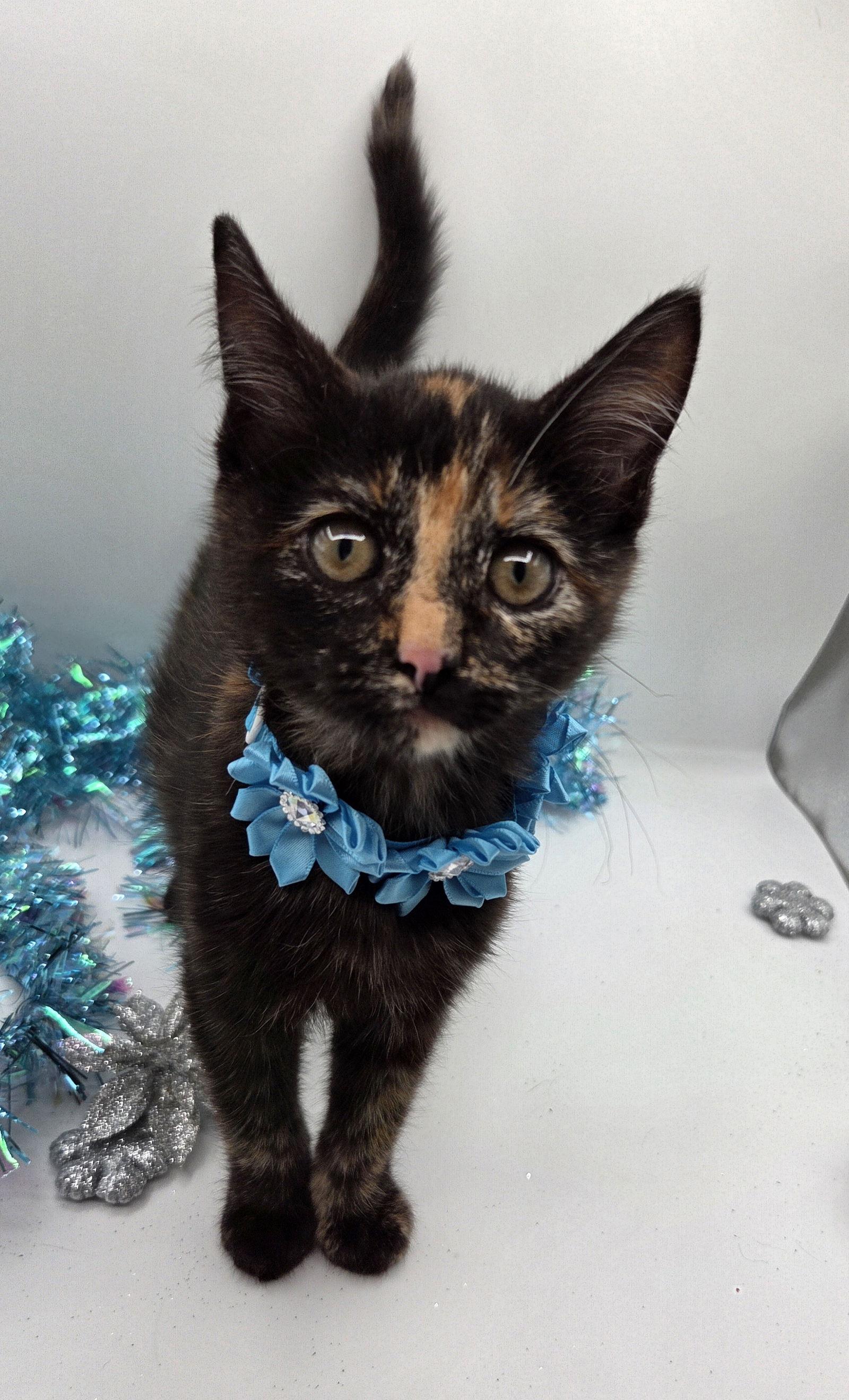 Enlarge Merry, a Adopted mixed breed in Magnolia Springs, AL image 2/3