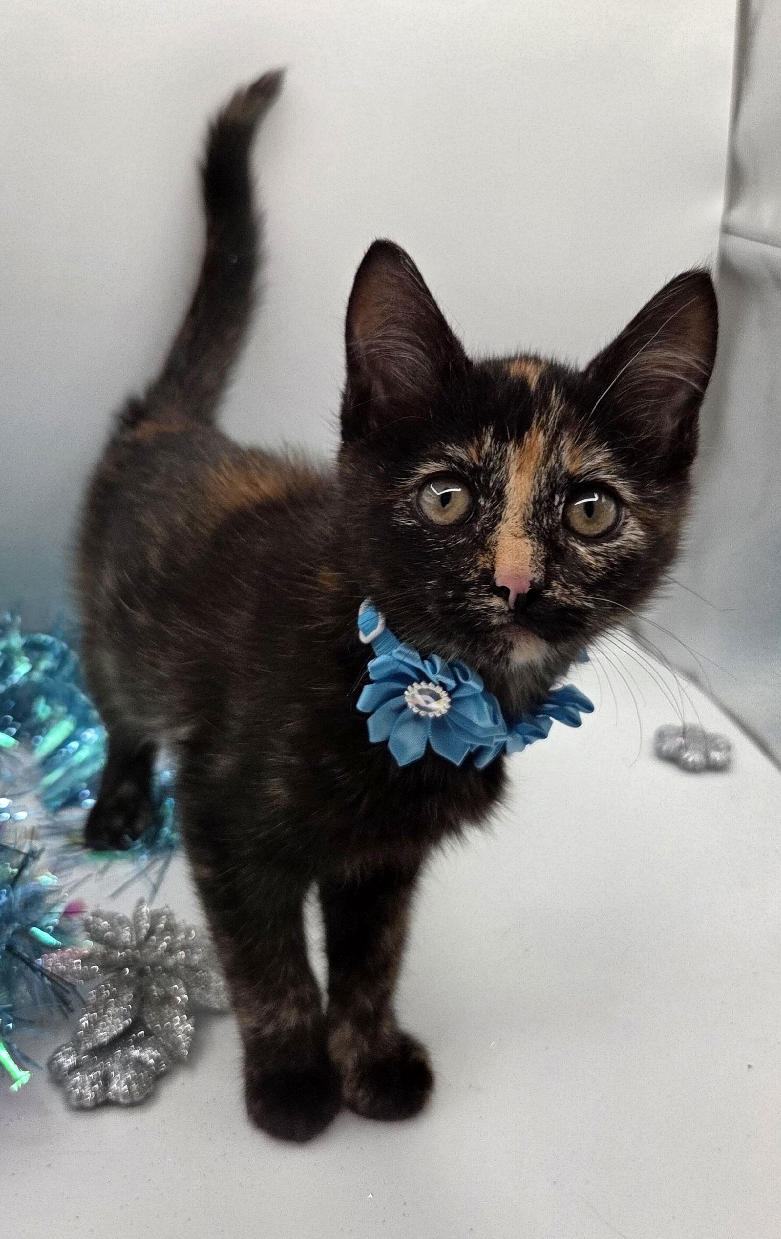 Enlarge Merry, a Adopted mixed breed in Magnolia Springs, AL image 3/3