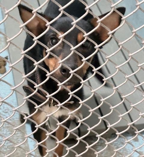 Enlarge Remi, a Adoptable mixed breed in Ogdensburg, NY image 1/2