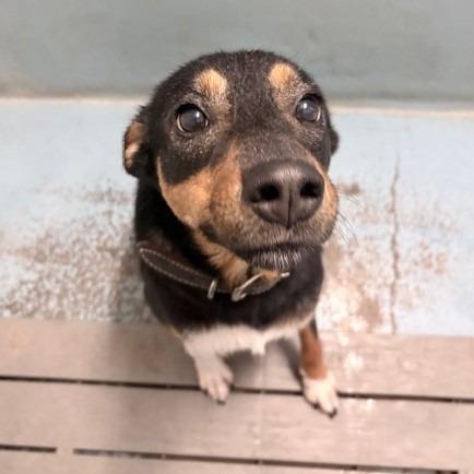 Enlarge Remi, a Adoptable mixed breed in Ogdensburg, NY image 2/2