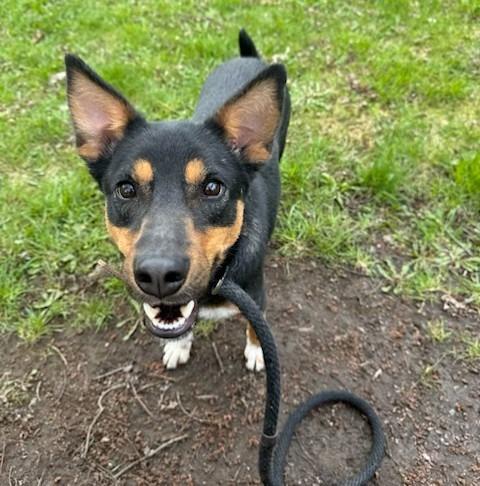 Remi, a Adoptable mixed breed in Ogdensburg, NY image 3/3
