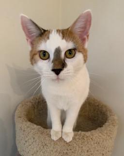 Cinderella, an adopted Dilute Calico in Naugatuck, CT image 1/3