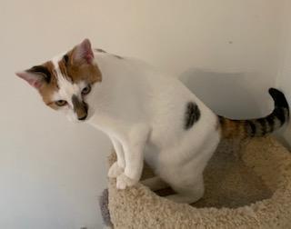 Cinderella, an adopted Dilute Calico in Naugatuck, CT image 2/3