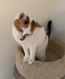 Cinderella, an adopted Dilute Calico in Naugatuck, CT image 3/3