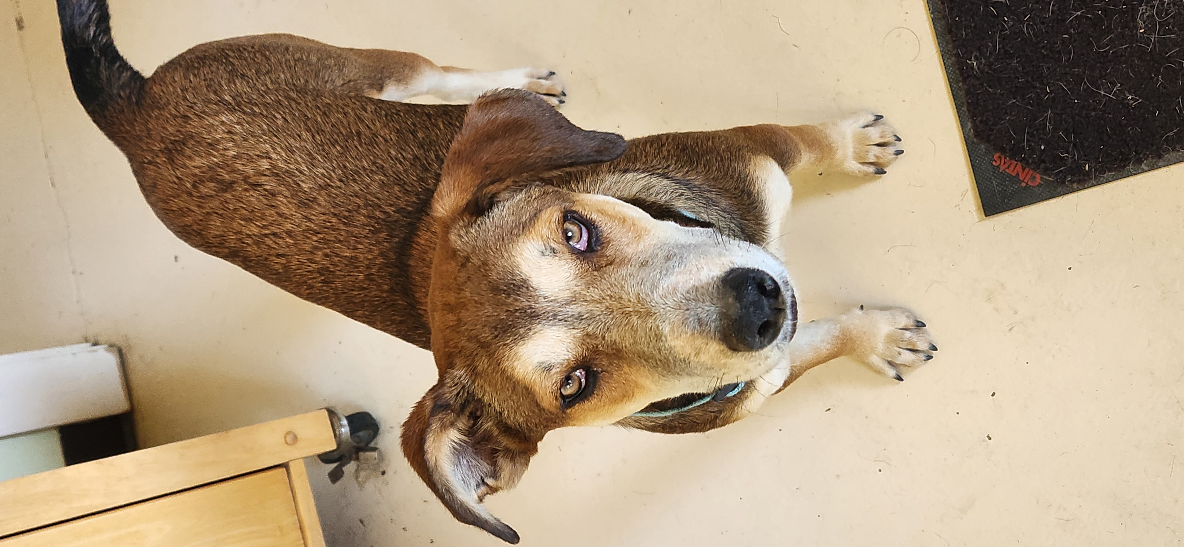Mocha, a Adopted mixed breed in Jacksonville, OR image 3/5