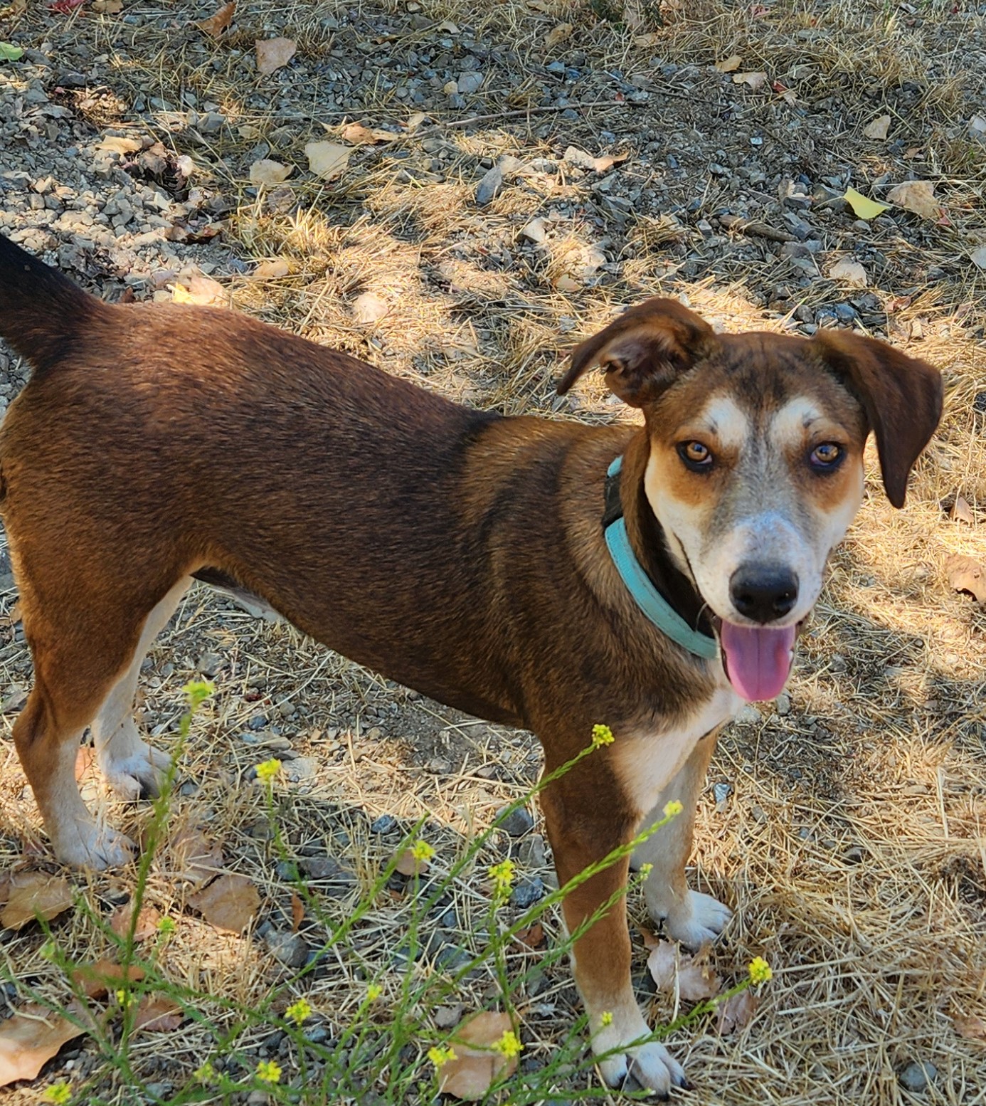 Mocha, Adopted, Young Female Australian Cattle Dog / Blue Heeler & Shepherd.