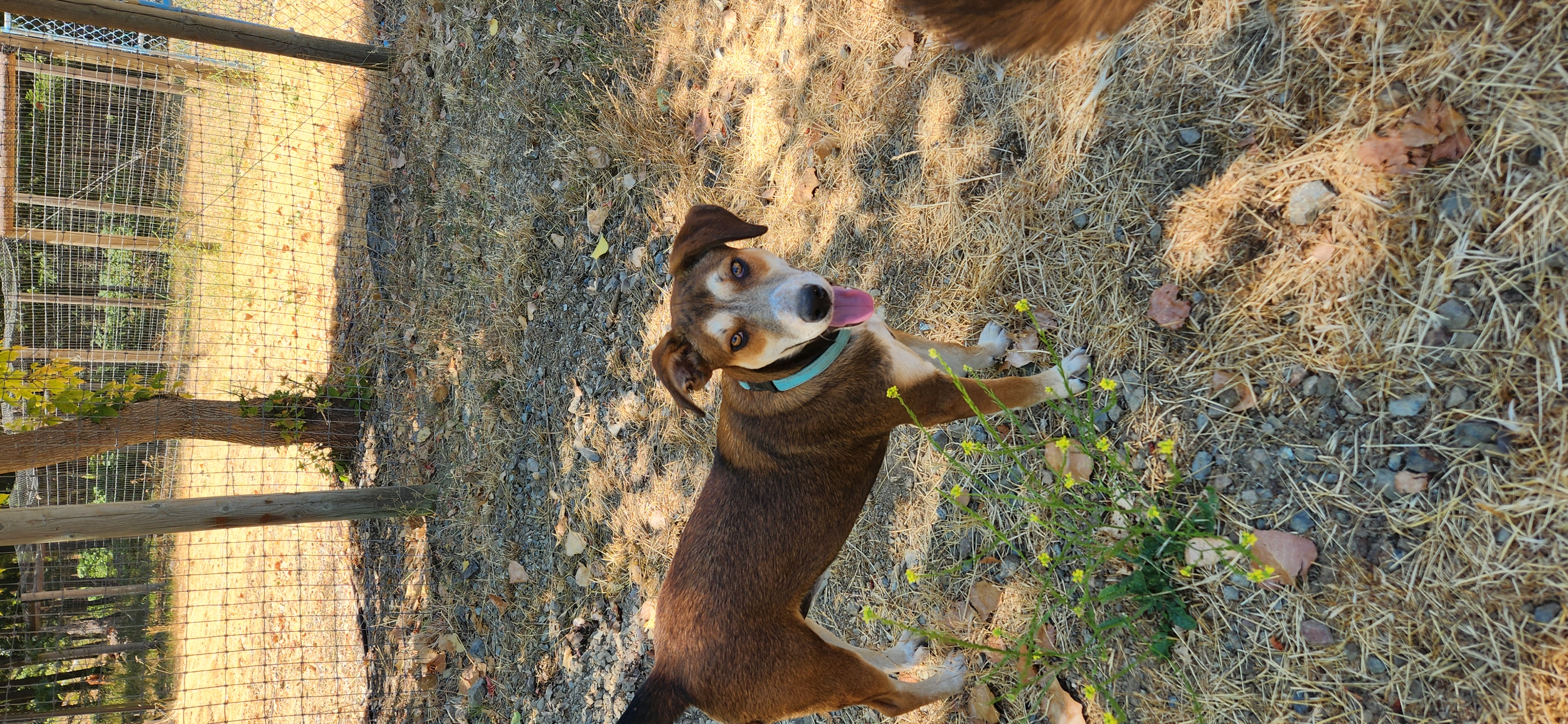 Mocha, a Adopted mixed breed in Jacksonville, OR image 4/5