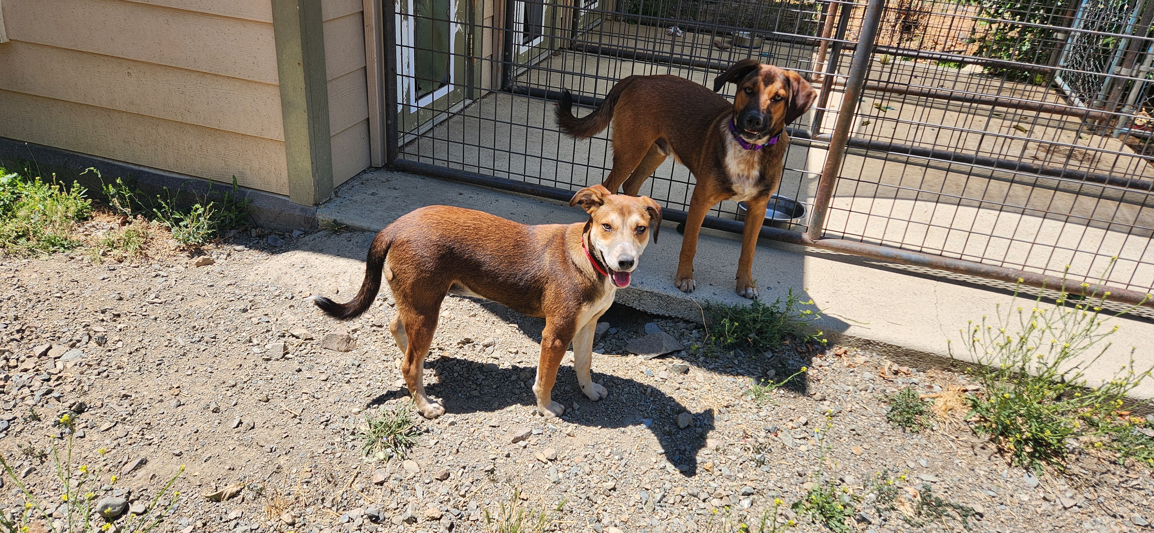 Mocha, a Adopted mixed breed in Jacksonville, OR image 5/5