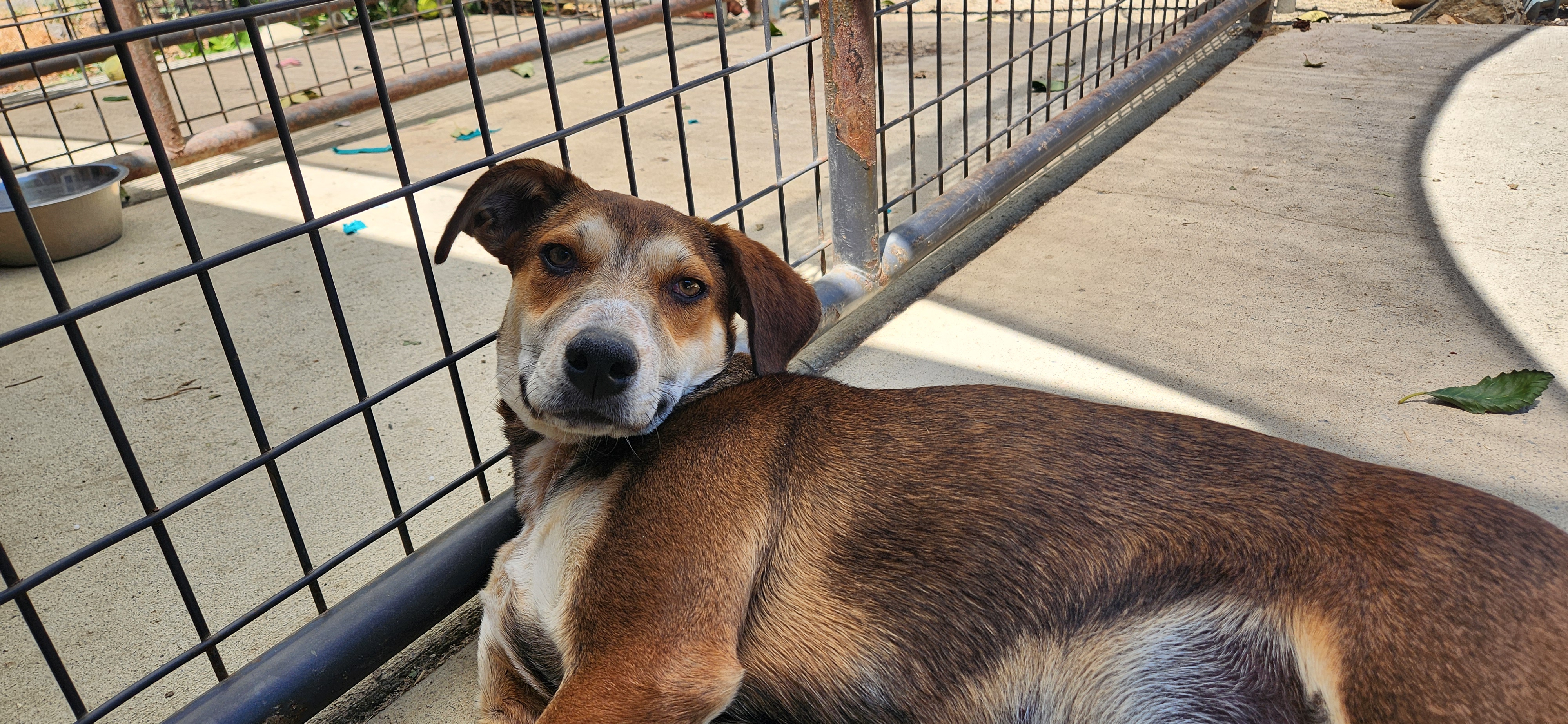 Mocha, a Adopted mixed breed in Jacksonville, OR image 2/5