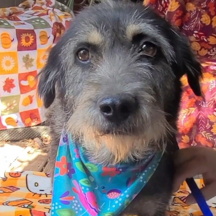 Enlarge Oreo, a Adoptable Mixed Breed in Woolwich, ME image 4/5