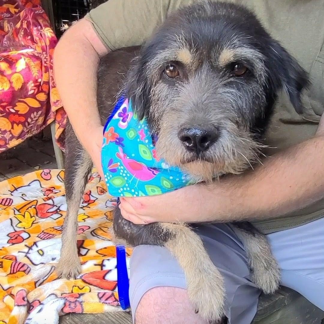 Enlarge Oreo, a Adoptable Mixed Breed in Woolwich, ME image 3/5