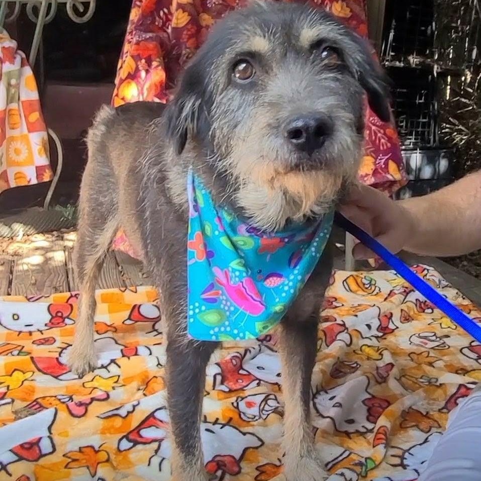 Oreo, Adoptable, Adult Male Mixed Breed.